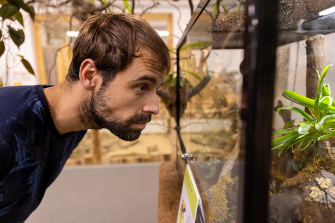 Direktor Tropske hiše Simon Cirkulan, sicer doktorand biodiverzitete in ekologije ZRC SAZU, si že leta prizadeva za strokovno delo, kar mu priznavajo številni tuji živalski vrtovi, s katerimi zgledno sodeluje. FOTO: Arhiv Tropske hiše