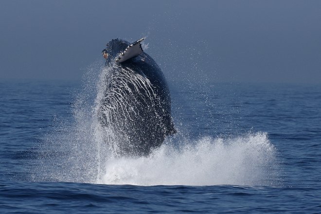 FOTO: Pilar Olivares/Reuters