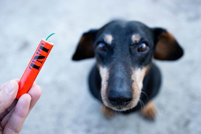 Pokanje prestraši tudi živali, ne le ljudi. FOTO: Aleksandar Malivuk/Shutterstock