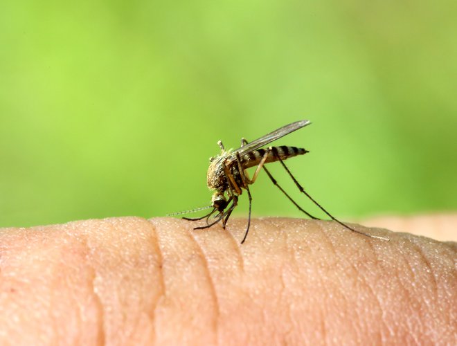 Ti virusi so bili shranjeni v laboratoriju, ki opravlja diagnostične storitve, nadzor in raziskave patogenov, prenašanih z insekti, kot so komarji in klopi. FOTO: Kokhanchikov/Shutterstock