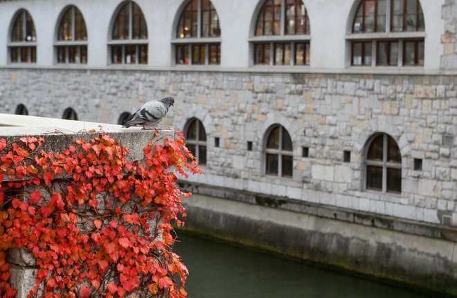 Ali ne bi bilo bolj logično spraševati se o vzrokih oziroma dejavnikih tveganja – preveč alkohola, osamljenost, revščina, nelagodje in sram zaradi odvisnosti od pomoči ter občutek nesmiselnosti življenja – in o tem, kaj te vzroke rojeva? FOTO: Dejan Javornik/Delo