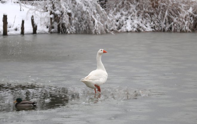 FOTO: Dejan Javornik/Slovenske novice