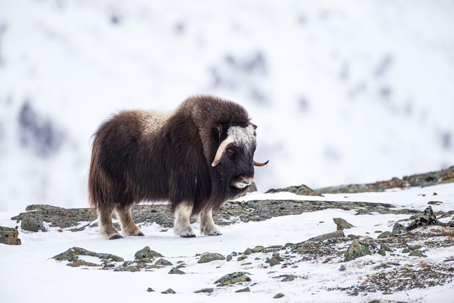 Moškatno govedo je vrsta, ki velja za relikte ledene dobe, prilagojeni so za preživetje v popolnoma temnih polarnih zimah, kjer temperature več mesecev ostajajo pod minus 20 stopinj Celzija. FOTO: Shutterstock