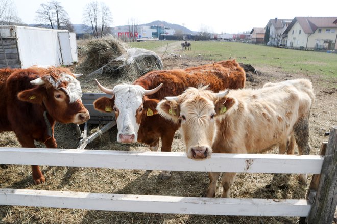 So hude kritike slovenske živinoreje še upravičene? FOTO: Marko Feist