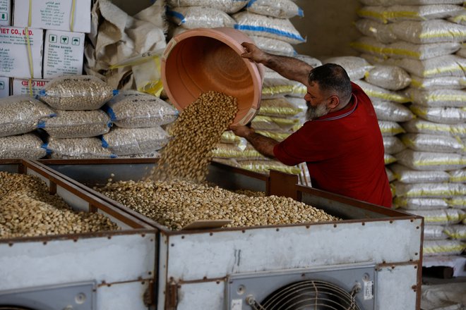 ZDA so leta 2022 izvozile kar 57,8 odstotkov vseh pistacij na svetu, več kot Turčija in Iran skupaj. FOTO: Khalid Al-mousily/Reuters