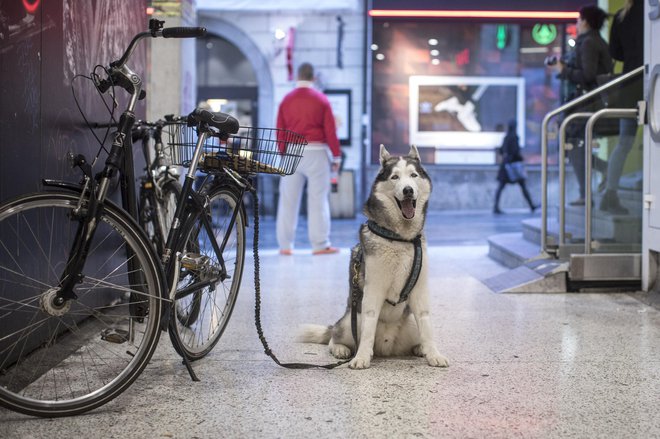 Če se občine ne bodo strinjale, prispevka za pse ne bo, pravijo na kmetijskem ministrstvu. FOTO: Voranc Vogel