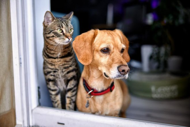 Ideja o uvedbi prispevka za pse ni novost. Poznajo ga tudi nekatere evropske države, v katerih je to uveljavljen davek lokalnih skupnosti. Foto Zivica Kerkez/ Shutterstock