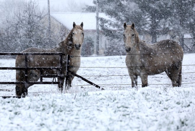 Konja na pašniku med sneženjem v Rombiesu v severni Franciji 9. januarja 2025. FOTO:Francois Lo Presti/AFP