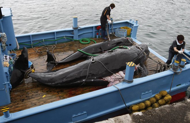 V japonski vasi Taiji ima kitolov več kot 400-letno tradicijo. FOTO: Issei Kato/Reuters