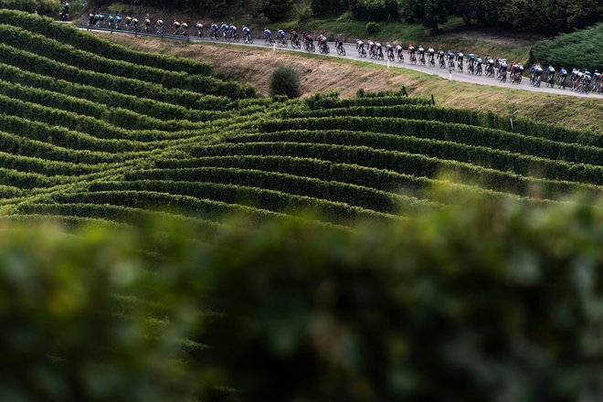 V preteklosti so bili vinogradi družinski posel, kjer so delale družine in upokojenci. FOTO: Marco Bertorello/AFP