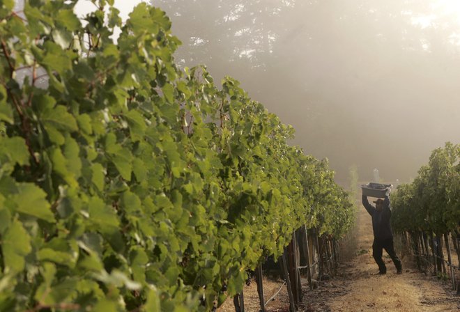 Posredniki za delo v vinogradih najemanjo predvsem delavce, ki so v Italiji nezakonito. (Slika je simbolična.) FOTO: Robert Galbraith/Reuters