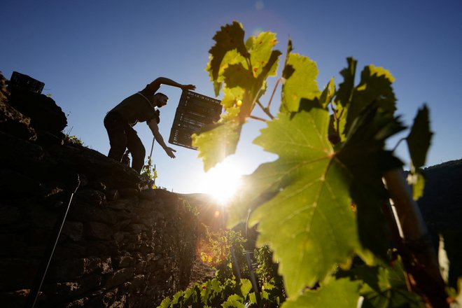 Več kot polovica delavcev v vinogradih italijanske regije Langhe naj bi bilo nezakonitih. (Slika je simbolična.) FOTO: Miguel Vidal/Reuters