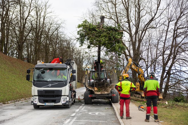 Zaradi spravila lesa je cesta na Ljubljanski grad zaprta, dostop pa urejen z vzpenjačo. FOTO: Črt Piksi/Delo