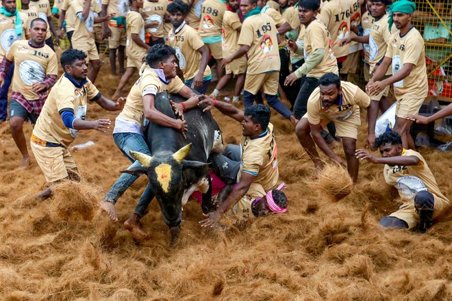 Udeleženci poskušajo obvladati bika med vsakoletnim festivalom bikov »Jallikattu« v vasi Palamedu na obrobju indijskega mesta Madurai. Foto: Afp