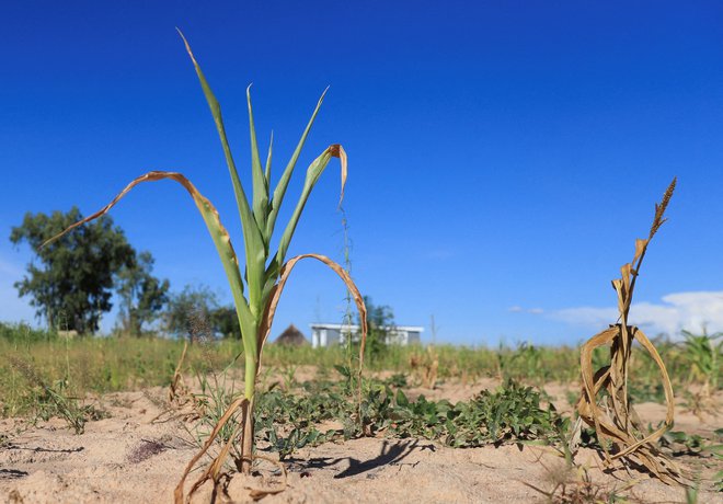 Podnebne spremembe pomembneje vplivajo na preostali omejujoč dejavnik fotosinteze in rasti rastlin: temperaturo. FOTO: Philimon Bulawayo Reuters

 