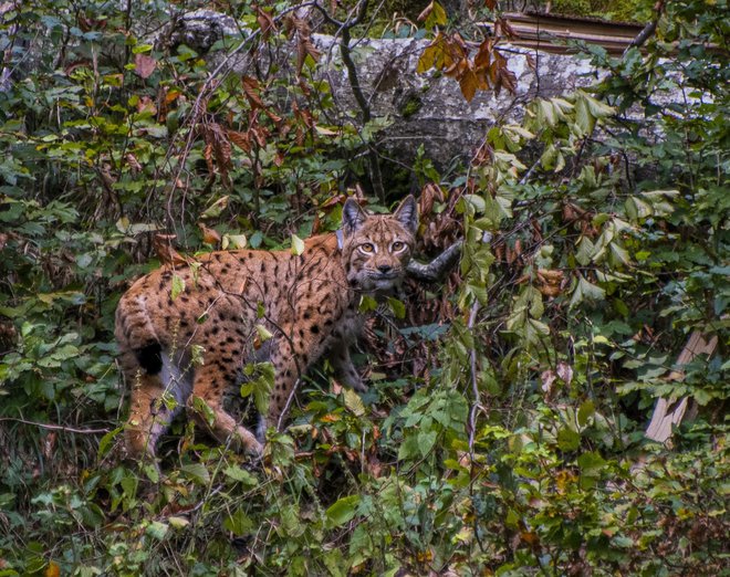 Rezultati ene izmed raziskav kažejo, da je bilo v Sloveniji preživetje odraslih risov, opremljenih s telemetričnimi ovratnicami, med največjimi v Evropi. FOTO: L. Hočevar