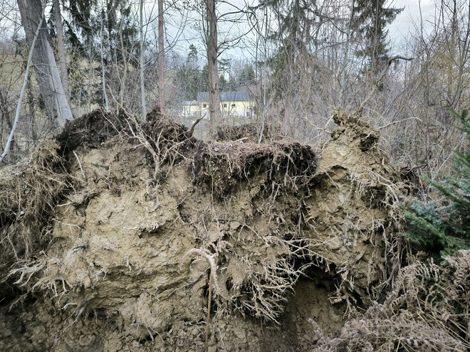 Viharni veter, ki je včeraj zvečer pihal v Mariboru, je povzročil obilo preglavic. Na območju Pekrske gorce je podrlo več deset dreves, navaja profil Meteoinfo Slovenija. FOTO: Meteoinfo Slovenija/Gregor Božič