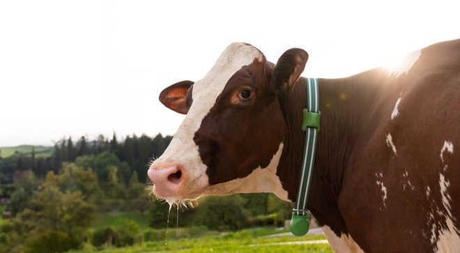 Tisti, ki preizkusijo naš sistem, ugotovijo, da je preprost za uporabo in da njihovi kmetiji lahko zelo koristi, poveča mlečnost krav in zniža stroške, pojasni Stupar. FOTO: arhiv MooHero