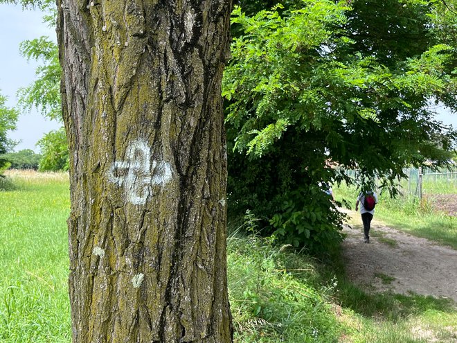 Goriški camino obsega 82 kilometrov poti med Oglejem in Sveto goro. Označen je s simbolom salomonovega vozla, ki je sicer v talnem mozaiku oglejske bazilike. FOTO: Mattia Vecchi