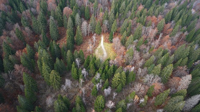 V zadnjih letih je Slovenija prejela finančno pomoč iz Združenih držav Amerike za projekte, povezane z gozdarstvom. FOTO: Vasja Marinič