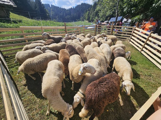 Bolezen modrikastega jezika najbolj prizadene ovce. FOTO: Rtc Zatrnik