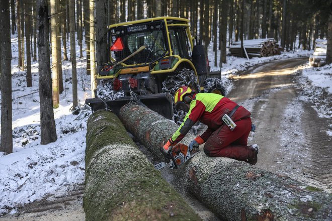 Poleg sečnje in spravila, ki ju opravi družba Slovenski državni gozdovi, v državnih gozdovih to delo opravlja še 127 izvajalcev. Foto arhiv SiDG