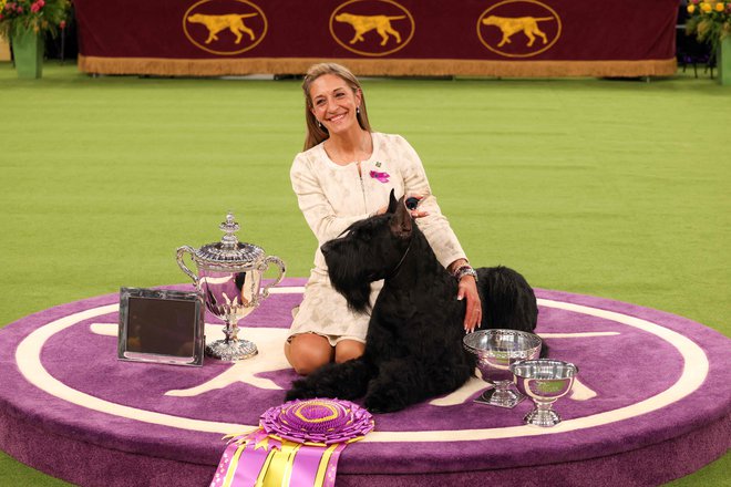 Monty, veliki šnavcer, zmagovalec razstave, in njegova lastnica Katie Bernardin pozirata fotografom ob koncu 149. letne razstave Westminster Kennel Club Dog Show v New Yorku. FotoL: Charly Triballeau/Afp