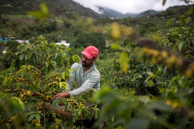 Brazilija je največja pridelovalka tako kakava kot kave na svetu. FOTO: Mauro Pimentel/APF