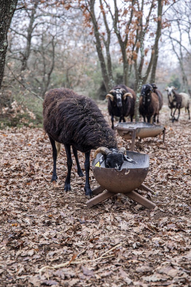 Macan ima enega ovna na kakih 40 ovc. Skupaj jih je pet do šest, več kot to pa bi bilo preveč tvegano in bi postali agresivni drug do drugega, zato velja biti previden. FOTO: Berislava Picek/Cropix