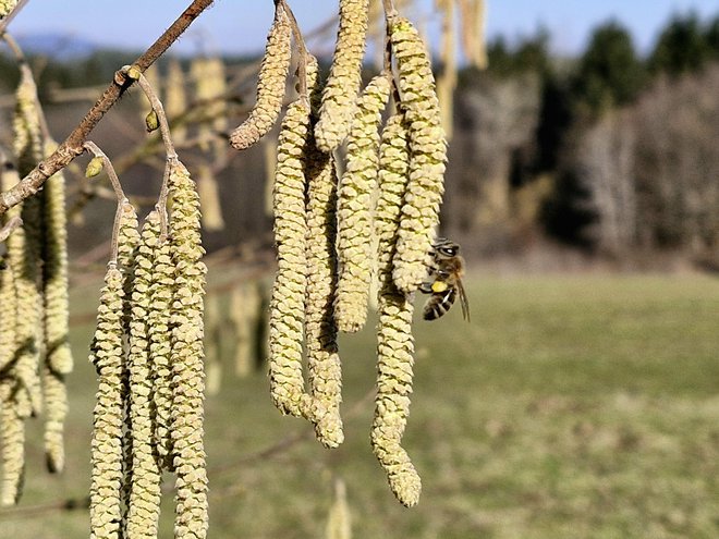 Čebela na zelo zgodnji spomladanski paši. FOTO: Maja Prijatelj Videmšek/Delo