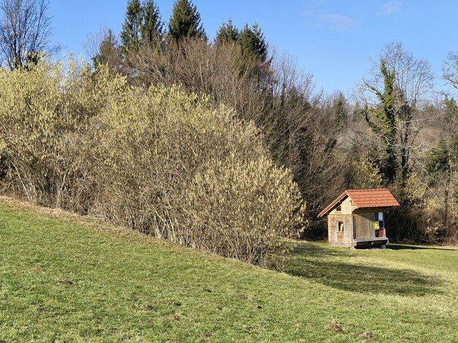 Leska je na Dolenjskem zacvetela že v prvih dneh februarja. FOTO: Maja Prijatelj Videmšek/Delo