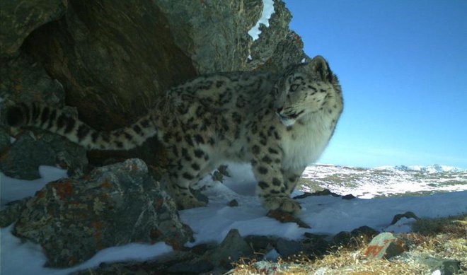 Raziskavo o načinih sporazumevanja snežnih leopardov je izvedla mednarodna ekipa znanstvenikov iz Slovenije, Italije, Mongolije in ZDA. FOTO: Mongolia Snow Leopard Project