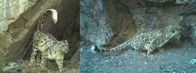 Snežni leopardi vonjalna sporočila najpogosteje puščajo s škropljenjem z urinom po skalah (levo) ali s kopanjem jamic v pesku (desno). FOTO: Mongolia Snow Leopard Project