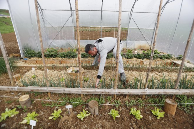 »Prakse, ko bodo kmetje sistematično prisiljeni prodajati svoje proizvode pod stroški pridelave, ne bodo dopuščene,« je poudarjeno v viziji za kmetijstvo in hrano do leta 2040. FOTO: Leon Vidic/Delo