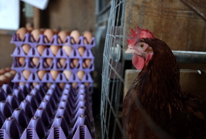 Komisija bo razvila prostovoljni sistem merjenja trajnostnosti kmetij, ki bo kmetom pomagal izboljšati uspešnost na ravni kmetije. FOTO: Justin Sullivan/Getty Images via Afp