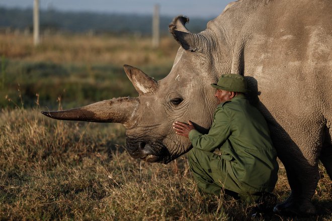 Oskrbnik in vodja oskrbe rezervata Ol Pejeta Zacharia Mutai boža enega od zadnjih dveh severnih belih nosorogov na svetu. 35-letna Najin in njena hči Fatu sta edina še živa severna bela nosoroga, ki sta ostala na Zemlji. Toda nedavni dosežek pomeni, da bi lahko svet letos praznoval nov zarodek severnega belega nosoroga. To bi pomenilo vrnitev podvrste, ki je bila po smrti zadnjega samca 2018 razglašena za izumrlo.
Zaradi težav z maternico niti Sudanova hči Najin niti njegova vnukinja Fatu ne moreta zanositi do konca. Vendar Fatu še vedno proizvaja sposobna jajčeca, zato je kandidatka za umetno oploditev v epruveti (IVF). Foto: Simon Maina/Afp