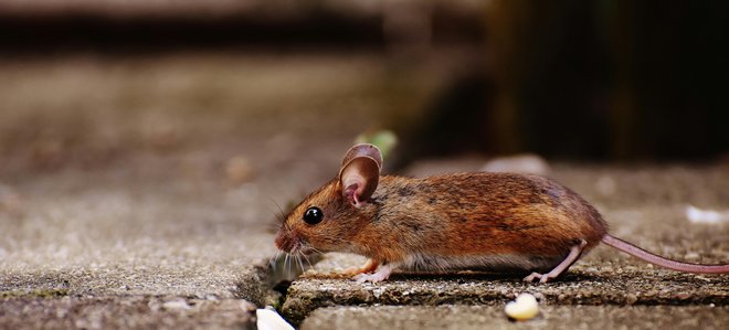 Mišji eksperiment je zanimivo ogledalo naši sodobni družbi in nam postavlja vprašanje: Ali lahko izobilje in udobje dolgoročno vodita v družbeno dekadenco? FOTO: Pexels