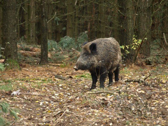 Divjad je prepovedano loviti ponoči, razen divjega prašiča, zveri in polha. FOTO: Oste Bakal