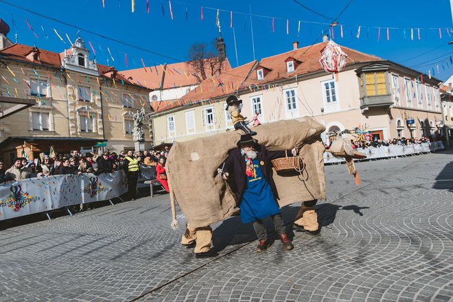 Ruse s Ptujskega polja so norčave. FOTO: Stanko Kozel