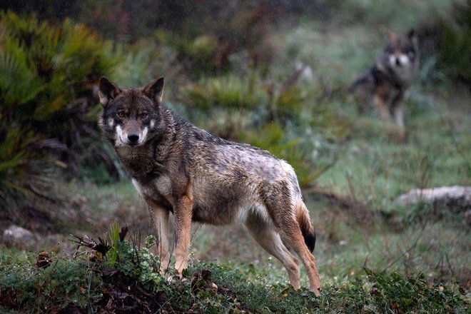 Na območju Slovenije se je populacija volka od leta 2010, odkar se izvaja zanesljiv monitoring, širila tako prostorsko kot številčno. FOTO: Jorge Guerrero/AFP