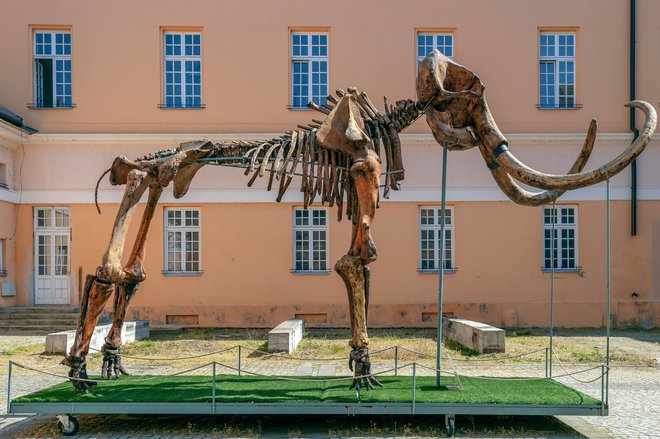 Rekonstrukcija mamuta na dvorišču muzeja v Kikindi FOTO: Shutterstock