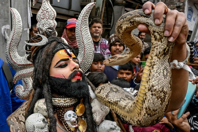 Indijec, oblečen v hindujsko božanstvo Šivo, drži kačo med versko procesijo v Amritsarju, na predvečer festivala Maha Šivaratri. Foto: Narinder Nanu/Afp