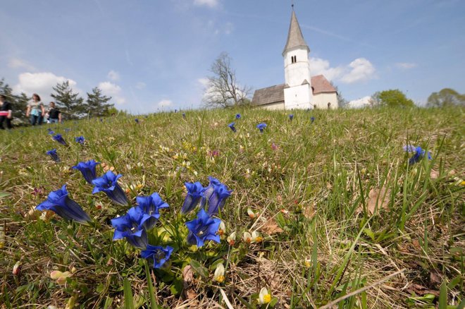 Clusijev svišč ali encijan na Lovrencu zacveti konec aprila ali v začetku maja. Foto Dušan Klenovšek