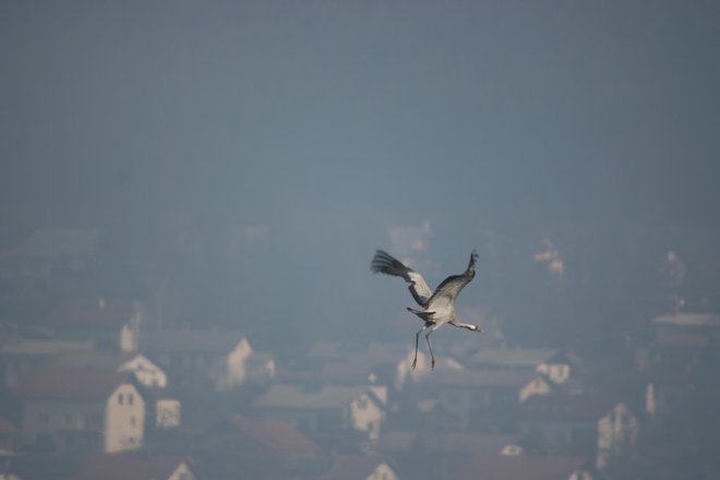 Žerjavi so ena redkih ptičjih vrst, ki ji ustreza prevladujoči model kmetijstva. FOTO: Dejan Bordjan