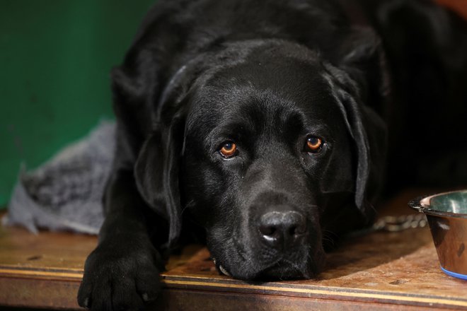 Psi z večjim genetskim tveganjem so pogosteje prosjačili za hrano. FOTO: Temilade Adelaja/Reuters


 
