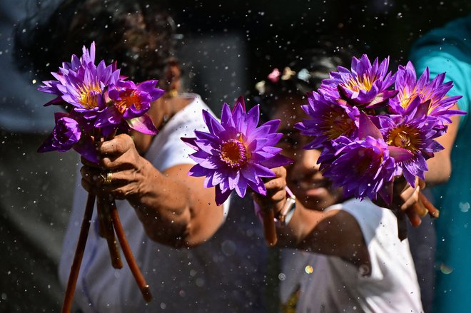 Budistični verniki držijo lotosove cvetove pred molitvijo ob verskem prazniku »Poya« ob polni luni v budističnem templju v mestu Kelaniya. Foto: Ishara S. Kodikara/Afp