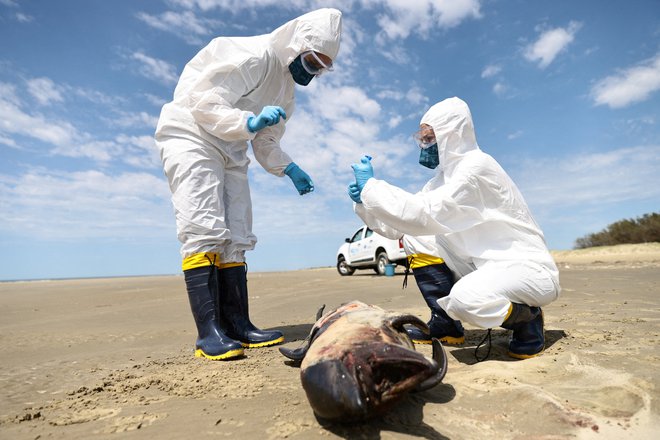 Virus ptičje gripe, prvič identificiran leta 1996 na Kitajskem, je že več kot dve desetletji del stalne nevarnosti za perutninsko industrijo.  FOTO: Diego Vara/Reuters