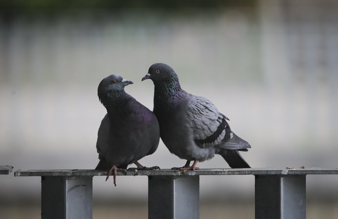 Golobi veljajo za »podgane neba« in so zaradi svoje številčnosti in navad postali prava nadloga po vsej Evropi. FOTO: Jože Suhadolnik