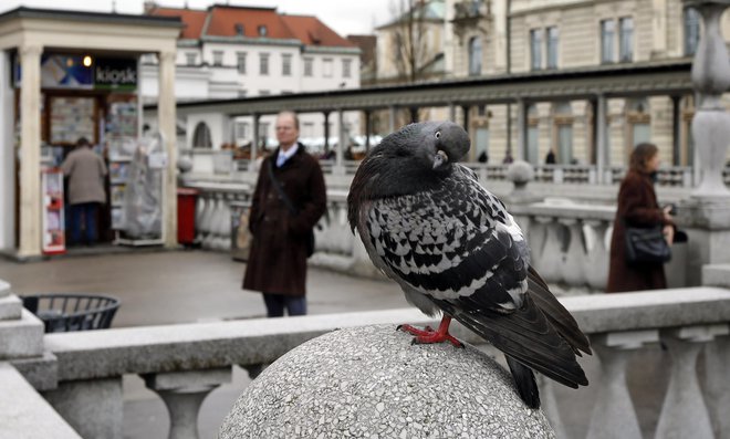 Kontracepcija se kaže kot alternativa tradicionalnim metodam, kot so pobijanje, zastrupljanje ali plašenje ptic. FOTO: Matej Družnik